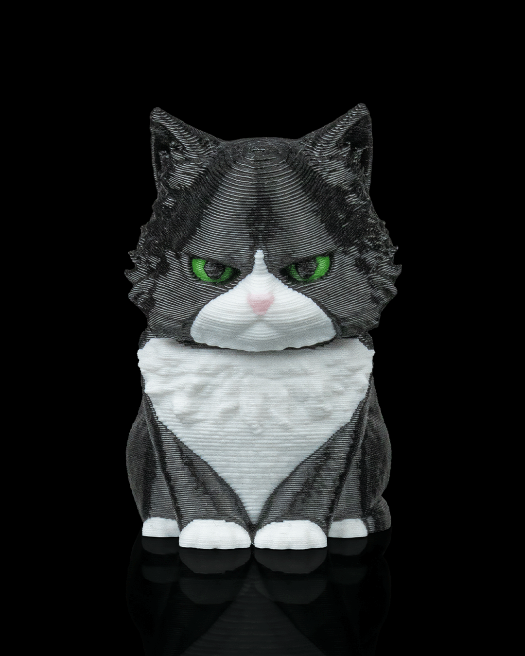 Launch Pack - Maine Coon