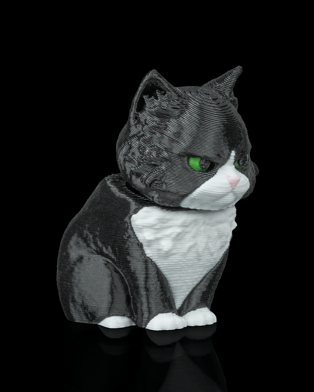 Launch Pack - Maine Coon