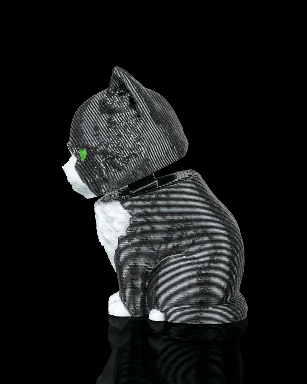 Launch Pack - Maine Coon