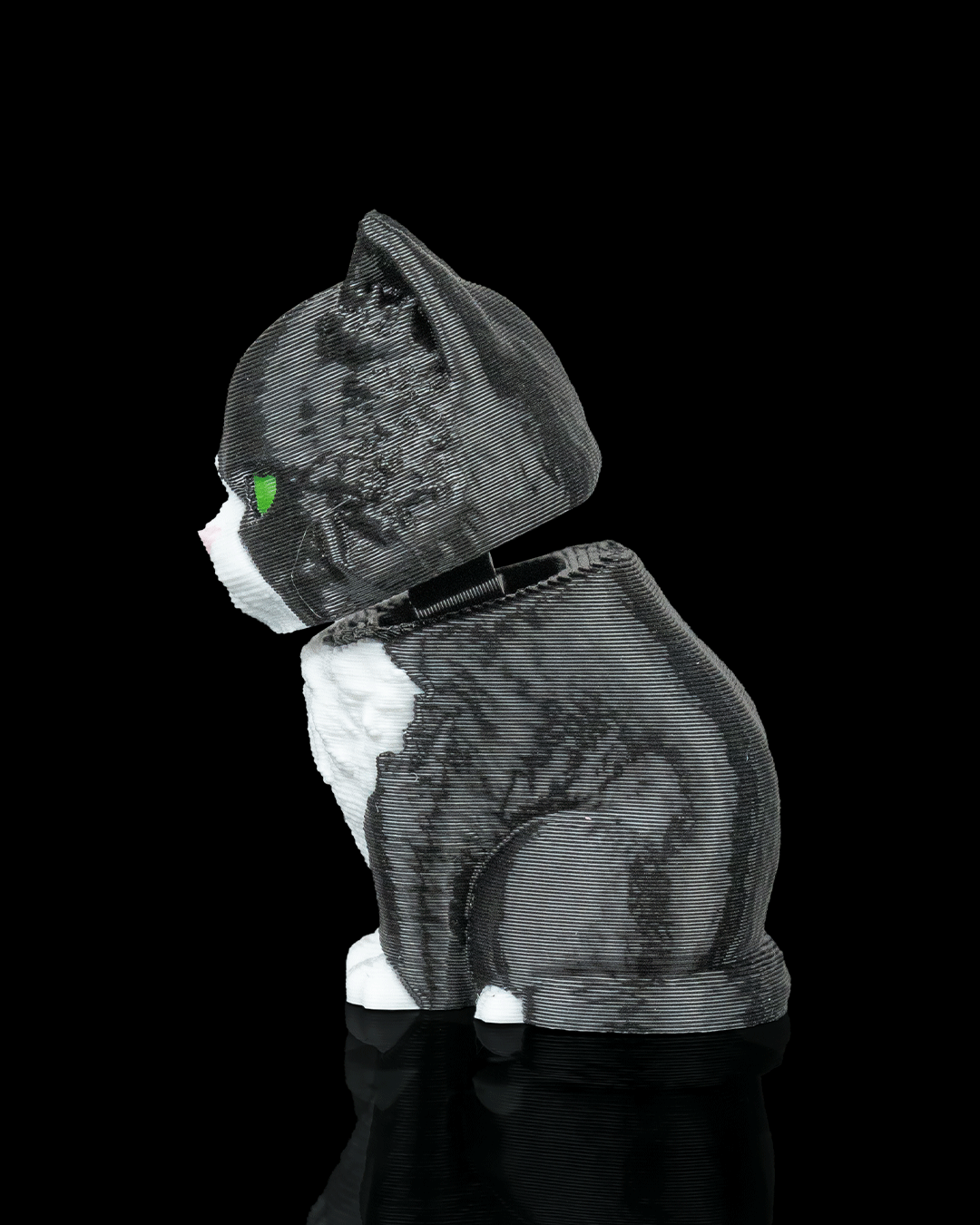 Launch Pack - Maine Coon